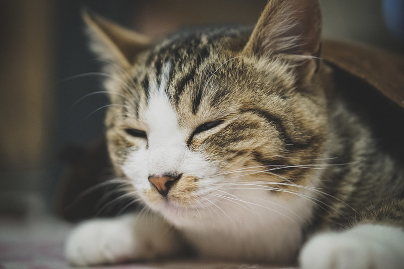【RELAXFORM】
写真：トレビソカウチソファ
